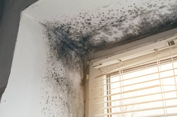 Trusted Mold Inspection service in Henrico, NC - Cheap Mold Removal